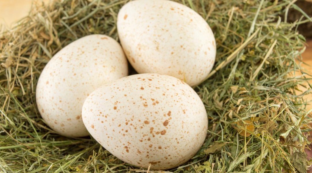 Pourquoi les œufs de dinde sont-ils si rares dans notre alimentation ?