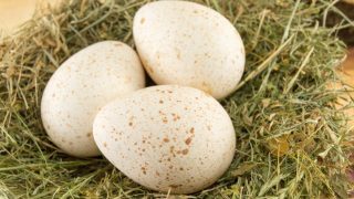 Pourquoi les œufs de dinde sont-ils si rares dans notre alimentation ?