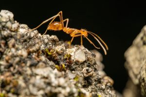 Fourmi électrique détectée dans le Var : un plan d'éradication urgent déployé