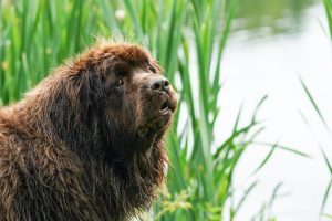 À 96 ans, cette jardinière a un assistant canin hors norme : Chewy, son Terre-Neuve de 150 livres