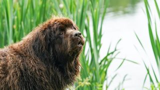 À 96 ans, cette jardinière a un assistant canin hors norme : Chewy, son Terre-Neuve de 150 livres