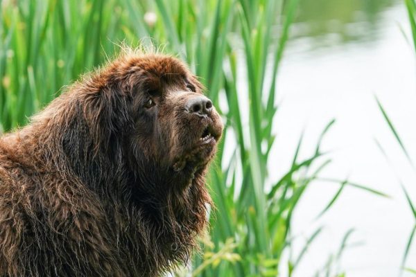 À 96 ans, cette jardinière a un assistant canin hors norme : Chewy, son Terre-Neuve de 150 livres