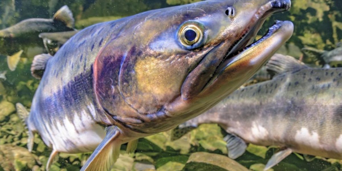 Saumon d'élevage en Gironde : le feu vert définitif qui divise la France
