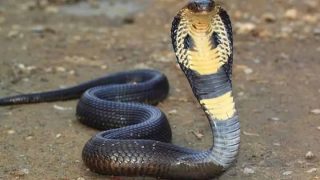 Punjab : 1 060 morsures de serpent et six décès recensés en 2026