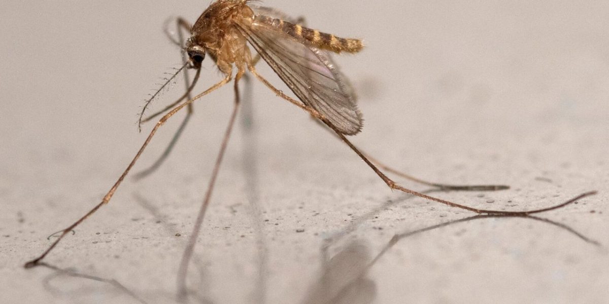 Le virus du Nil occidental émerge au nord de la Loire : premiers cas confirmés en Seine-Saint-Denis