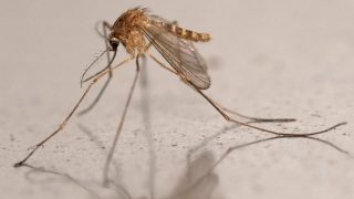 Le virus du Nil occidental émerge au nord de la Loire : premiers cas confirmés en Seine-Saint-Denis