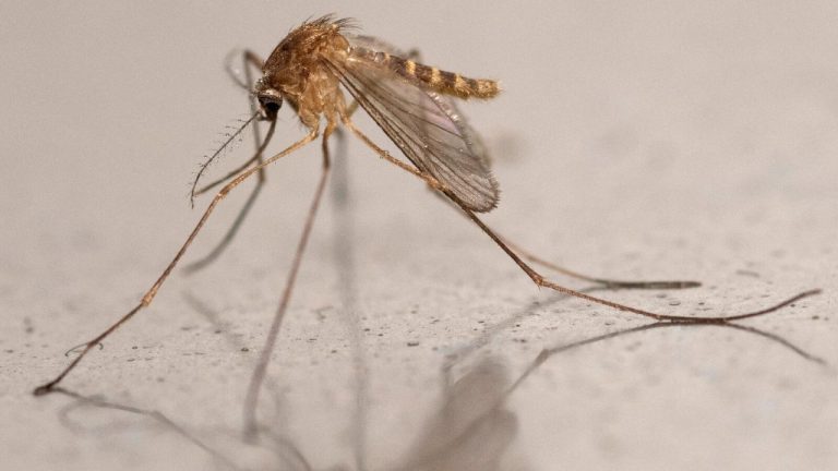 Le virus du Nil occidental émerge au nord de la Loire : premiers cas confirmés en Seine-Saint-Denis
