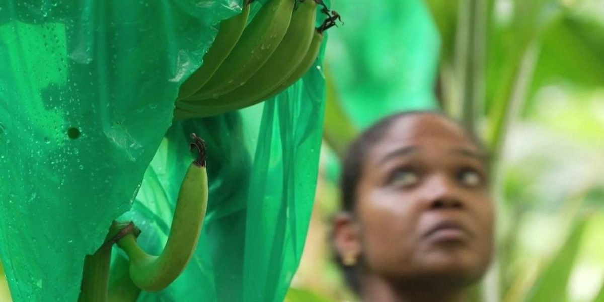 La banane des Antilles françaises se bat pour sa survie face à la concurrence mondiale
