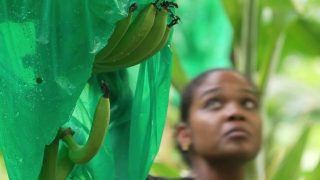 La banane des Antilles françaises se bat pour sa survie face à la concurrence mondiale