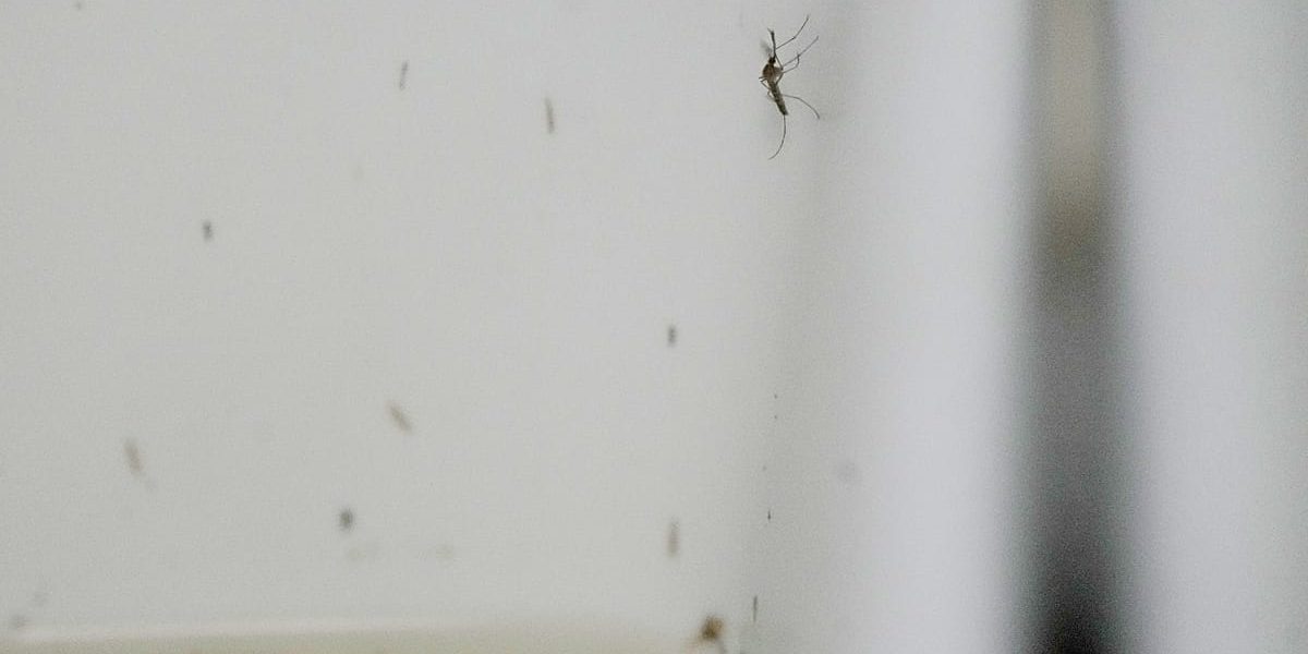 Record de cas de virus du Nil occidental en Europe, le moustique gagne du terrain vers le nord