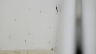 Record de cas de virus du Nil occidental en Europe, le moustique gagne du terrain vers le nord