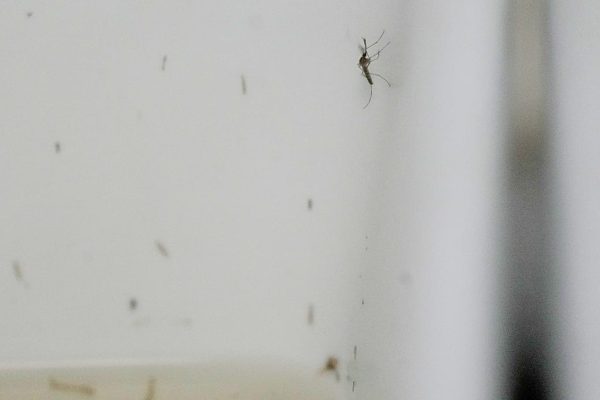 Record de cas de virus du Nil occidental en Europe, le moustique gagne du terrain vers le nord